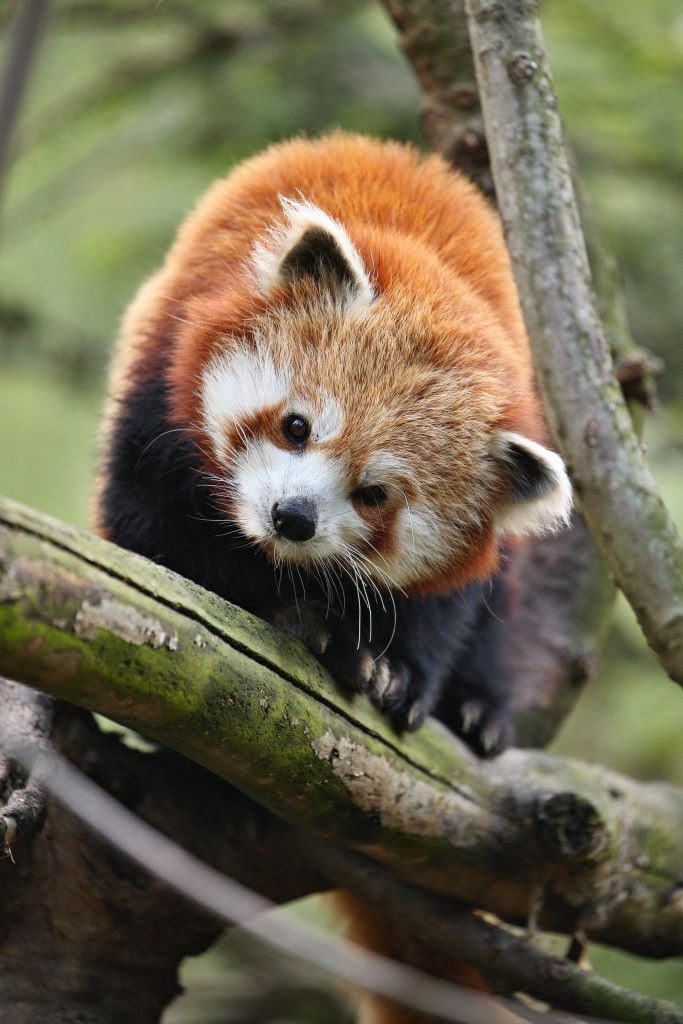 #panda #rojo #animal