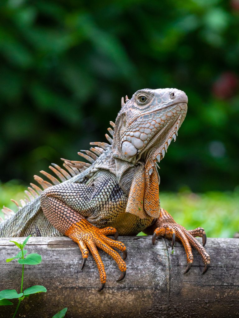 #iguana #reptil #animal