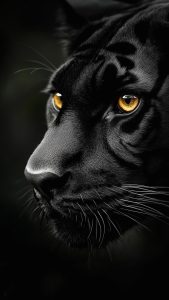 #tigre #Tiger #animal #natural #naturaleza #negro #black