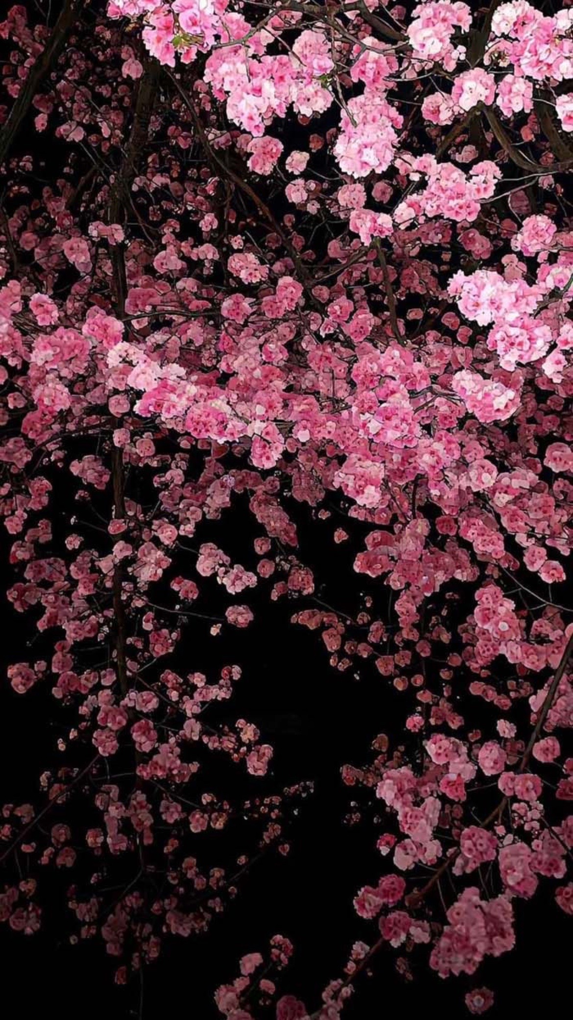 #sakura #cerezos #cherryblossom #flores #flowers #rosa #pink #noche #night #ramas #branches #primavera #spring #paisaje #landscape