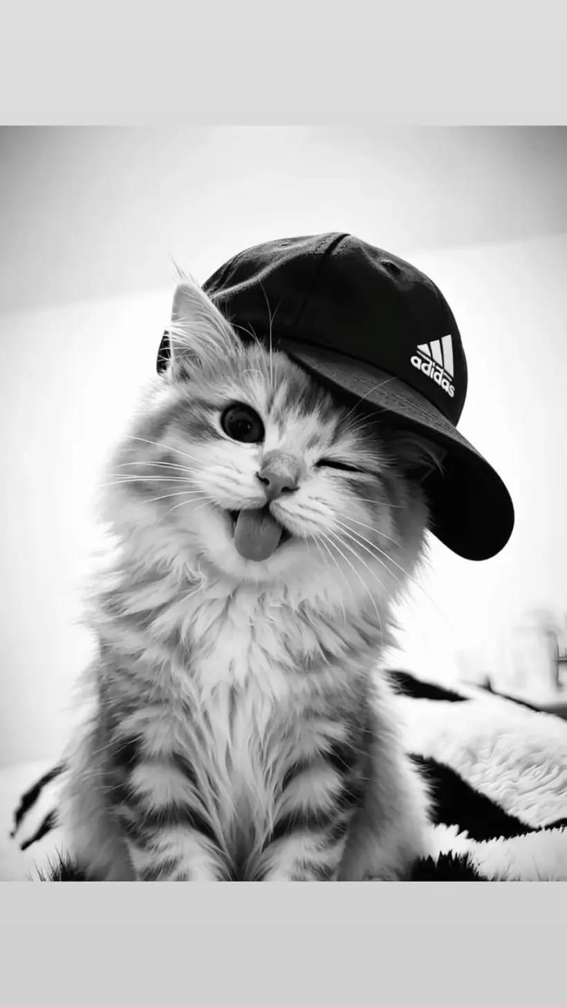 #gato #cat #lindo #cute #divertido #funny #gorra #cap #adidas #mascota #pet #tierno